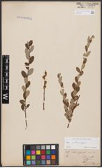 Foto von Salix aurita L. x Salix repens L.